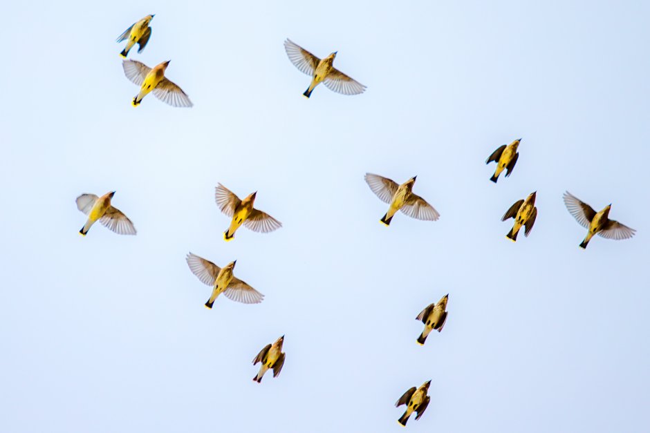 Птица американский щегол