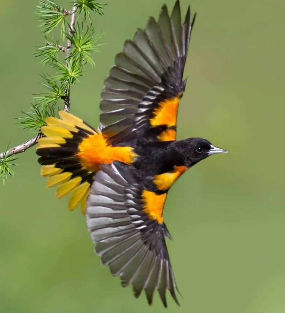 Балтиморская Иволга