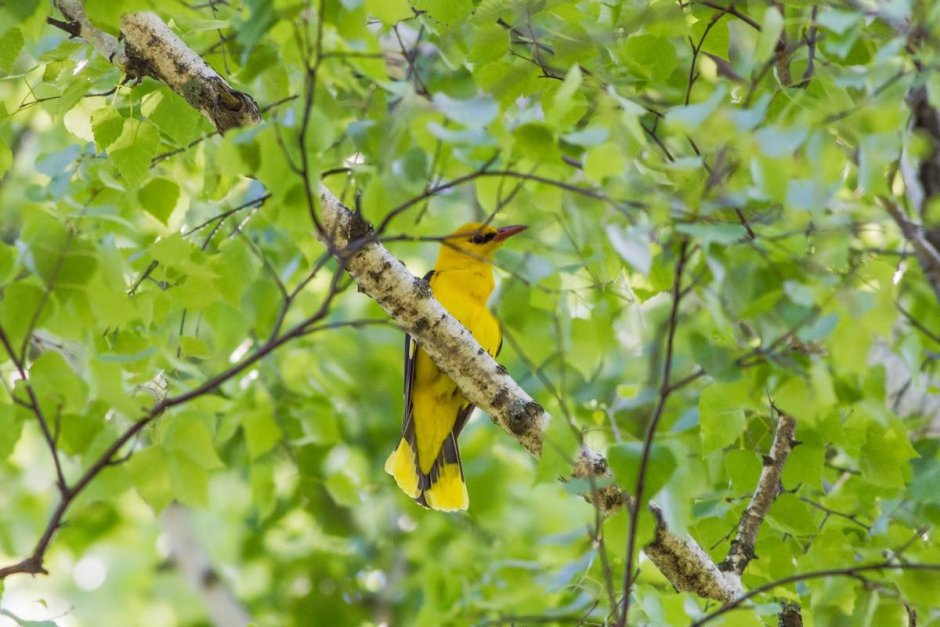 Иволга это Сибирская птица?