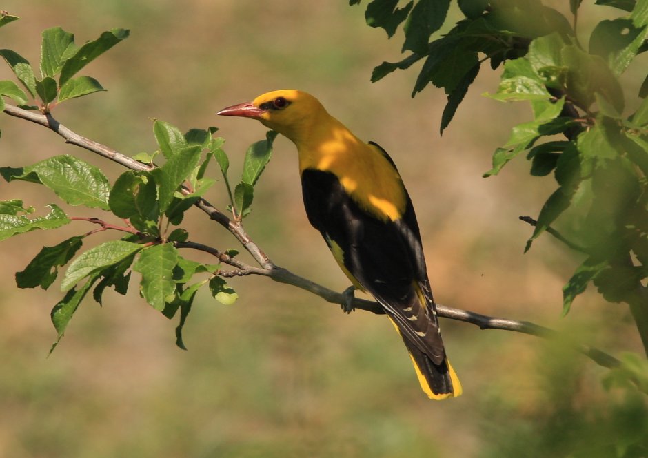 Иволга ареал обитания