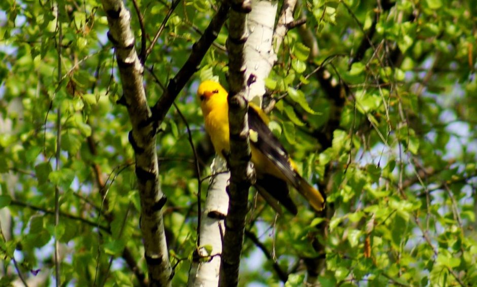 Иволга дерево