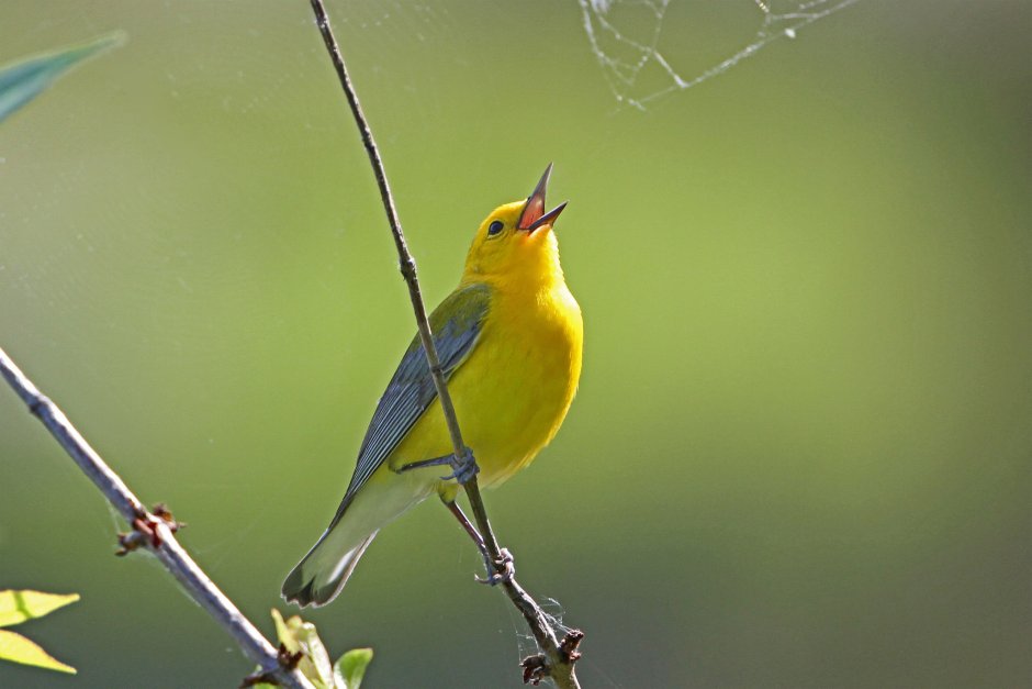Светло-желтая птица