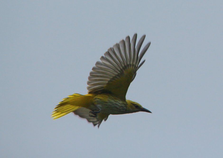 Иволга в полете