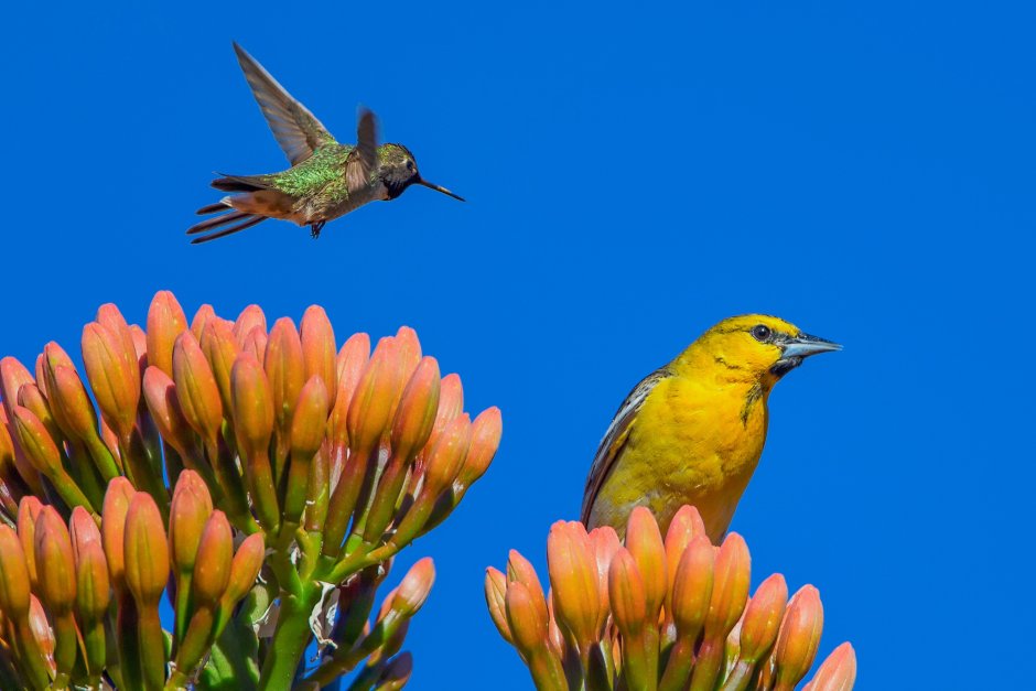 Колибри Иволга