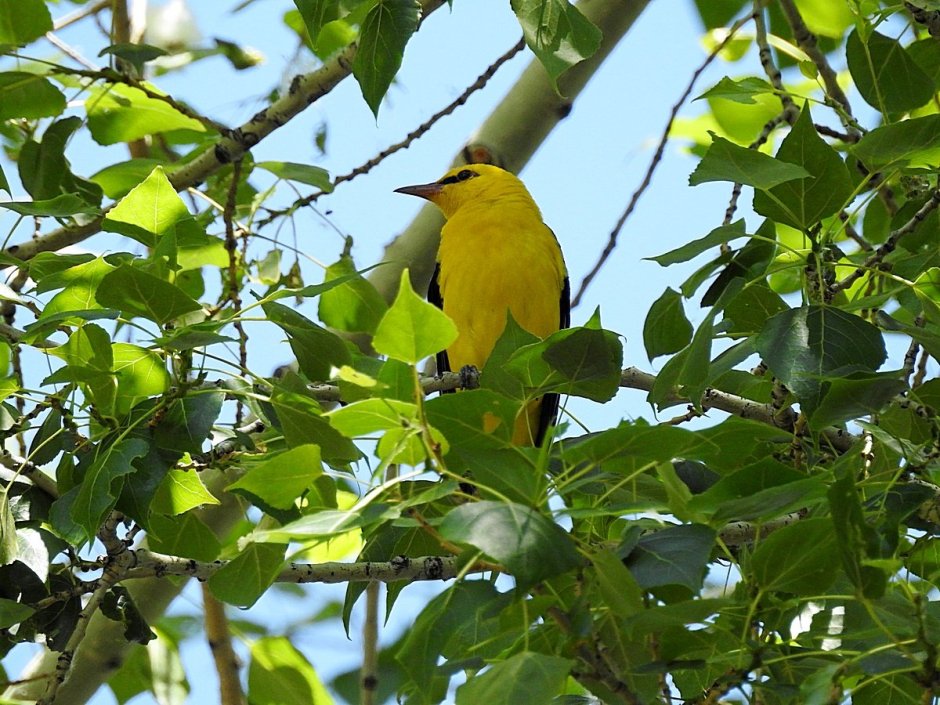 Алча Иволга