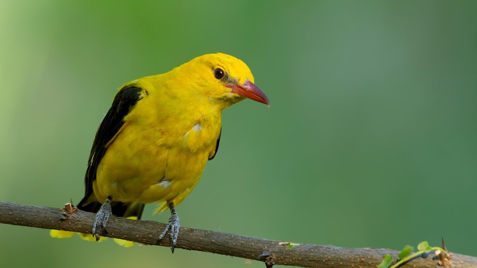 Птенец Иволги