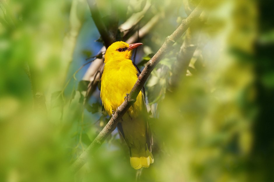 Иволга референс