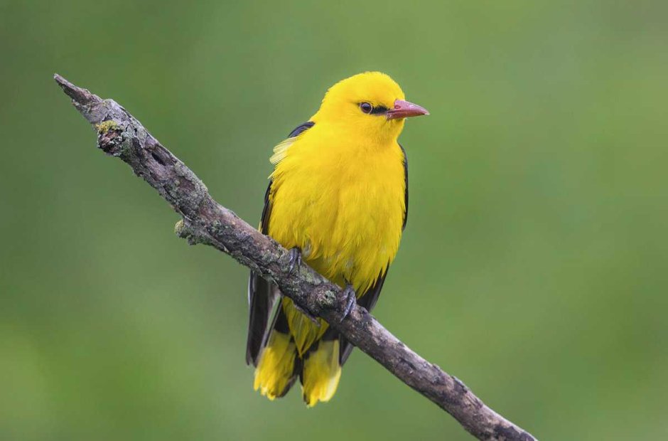 Африканская желтая Иволга