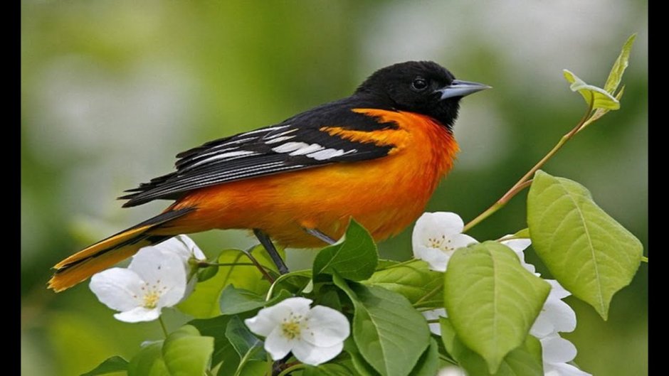 Иволга дерево