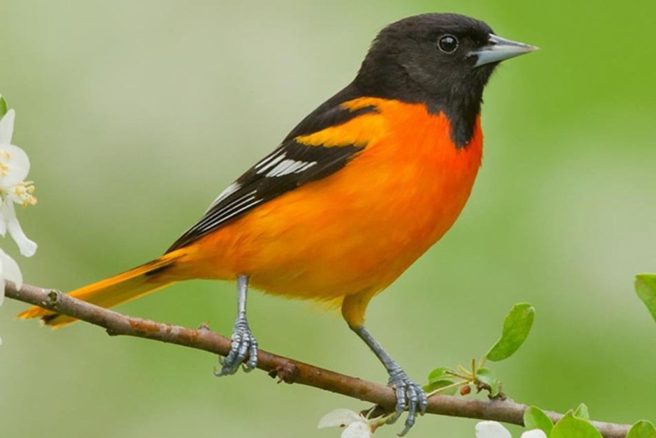 Балтиморская Иволга в полете