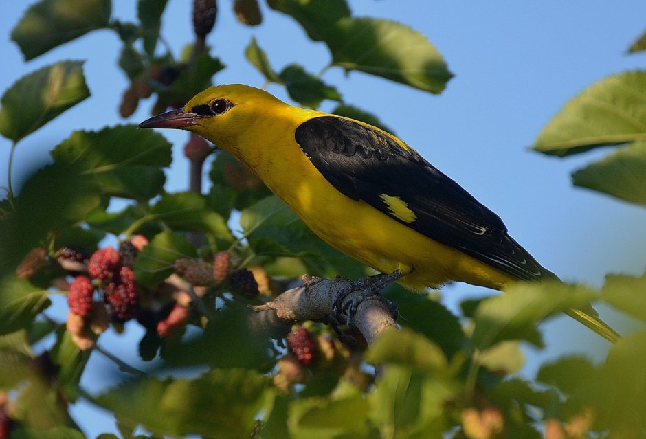 Птица Балтиморская Иволга