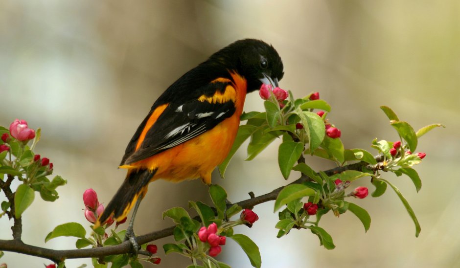 Иволга щегол