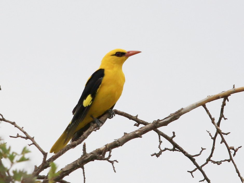 Иволга Перелетная