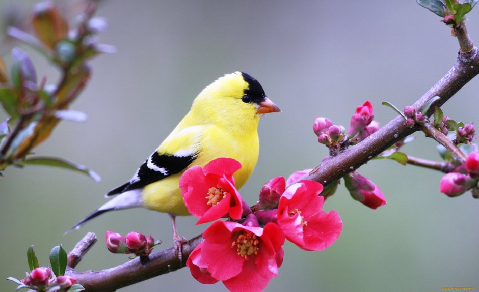 Китайская черноголовая Иволга