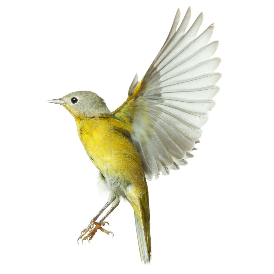 Желтая птичка Иволга