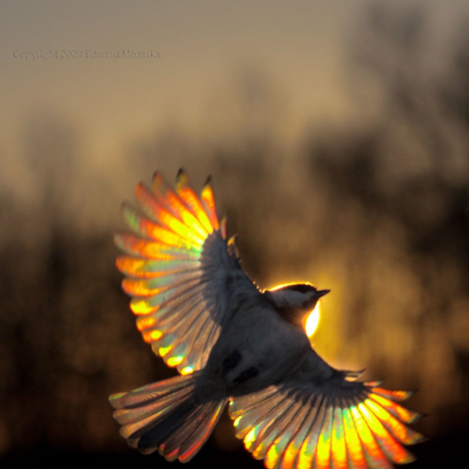 Обыкновенная Иволга перелётная