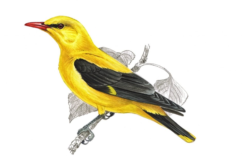 Иволга рисунок