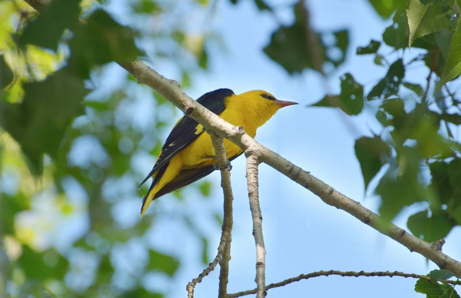 Африканская черноголовая Иволга