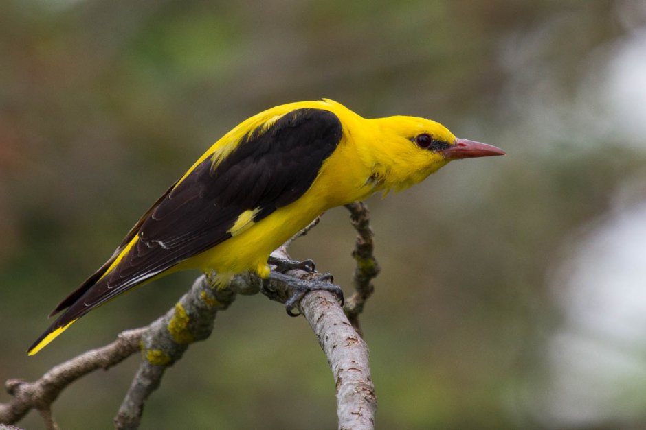 Обыкновенная Иволга