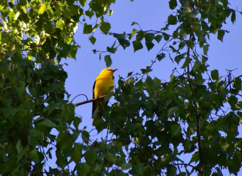 Китайская Иволга