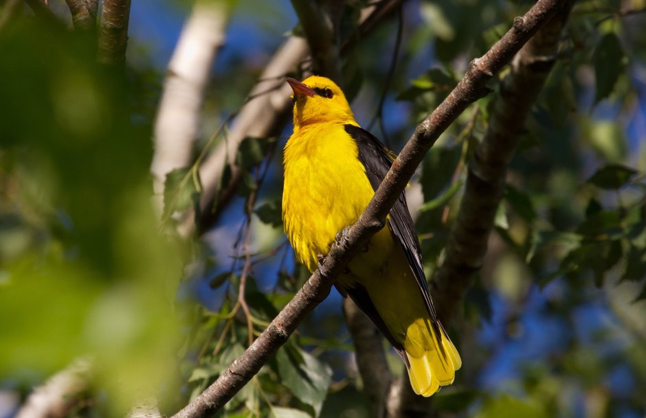 Иволга ягода