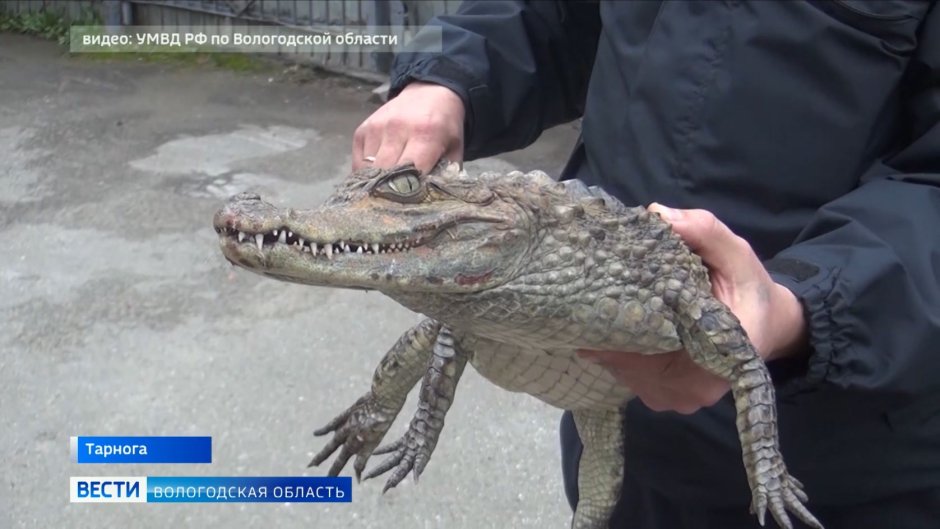Дети заебут кого угодно