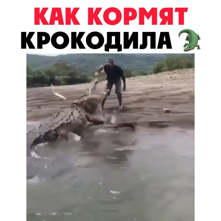 Лето и крокодил