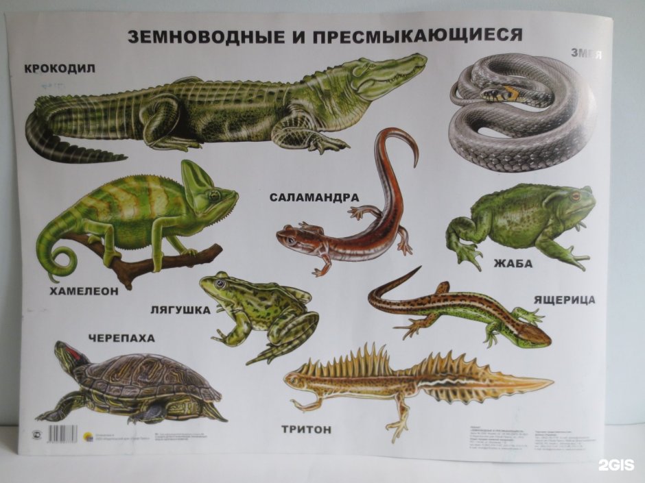 Огромный Аллигатор рекорд