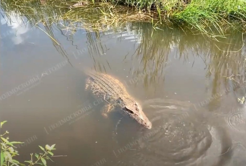 Аллигатор в воде
