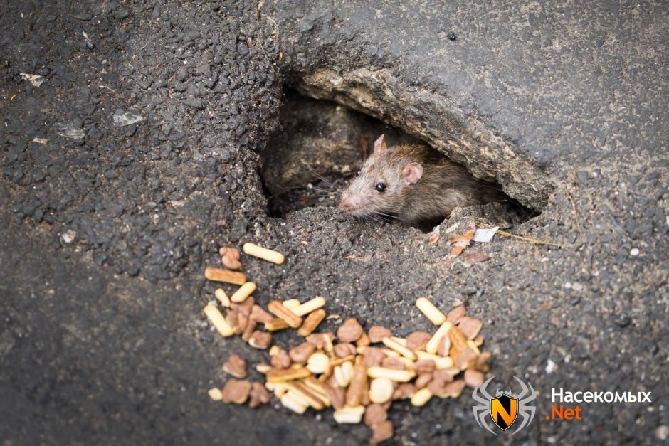Rat Colony MTG