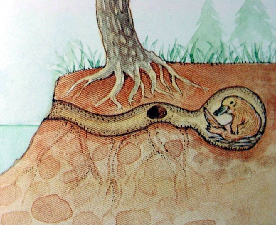 Норы водяной крысы