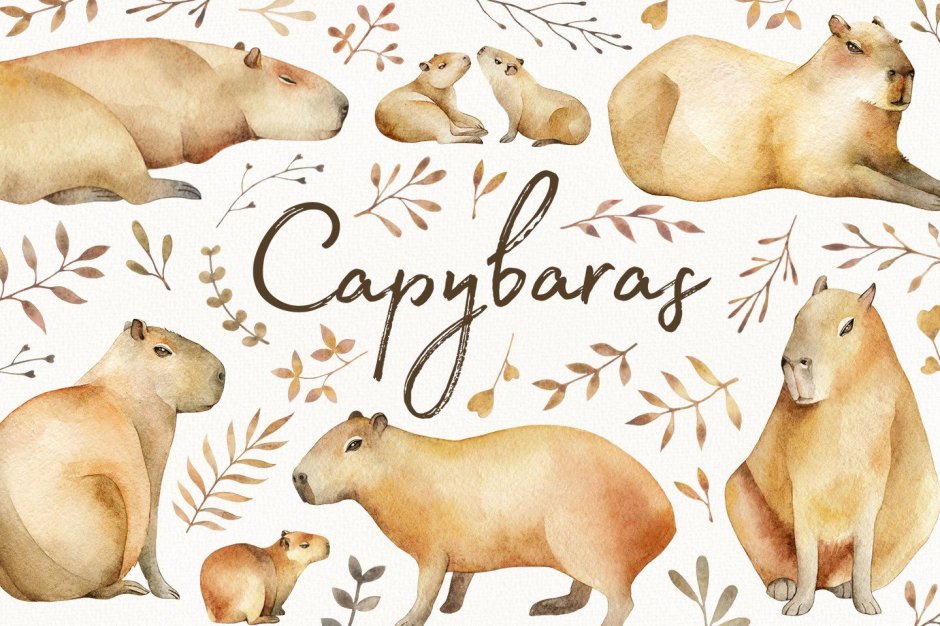 Лысая капибара капибара