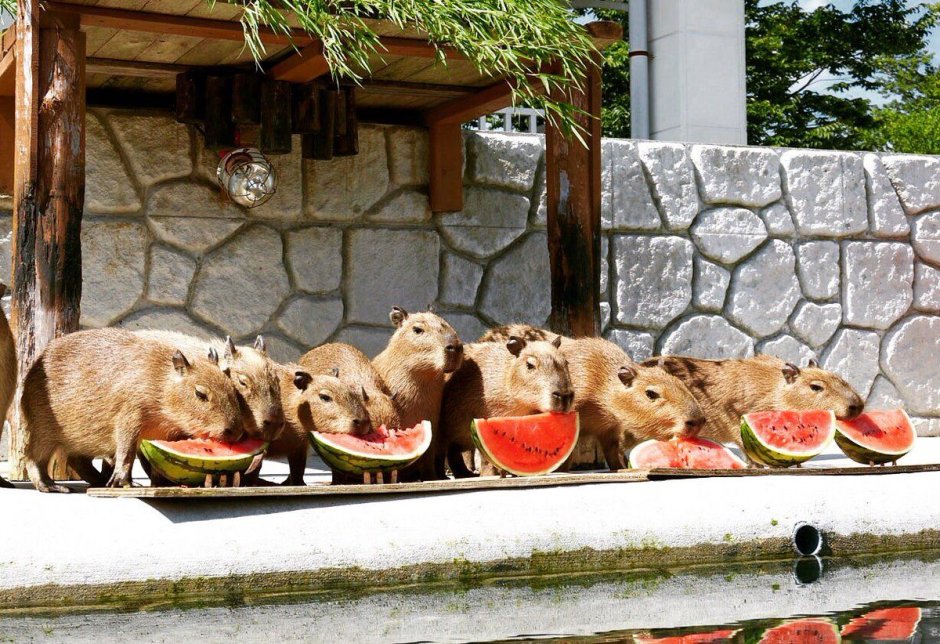 Капибара и хомяк