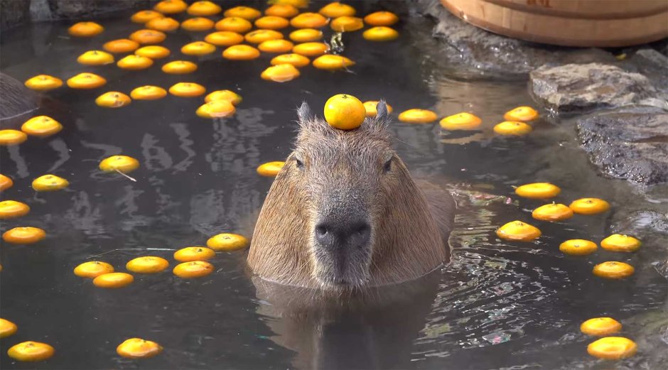 Capybara Jennie