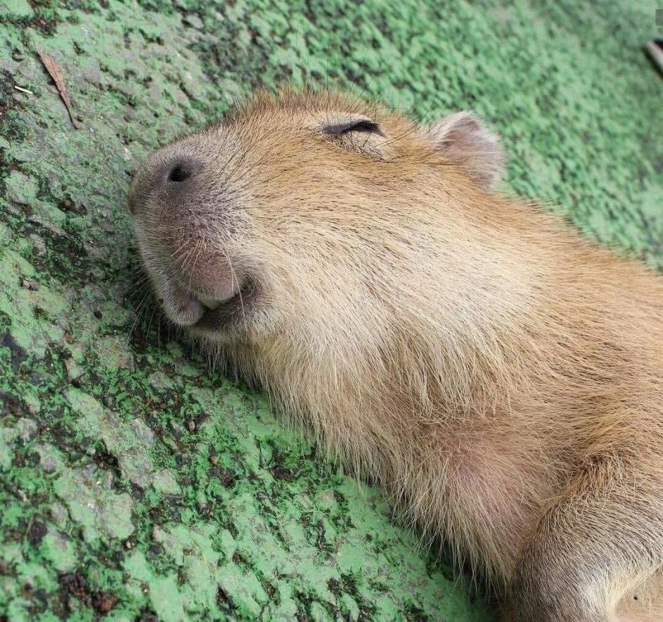 Капибара капибара Capybara