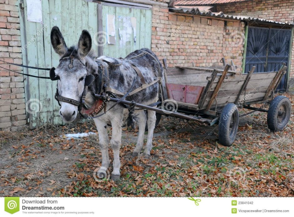 Ослик с повозкой