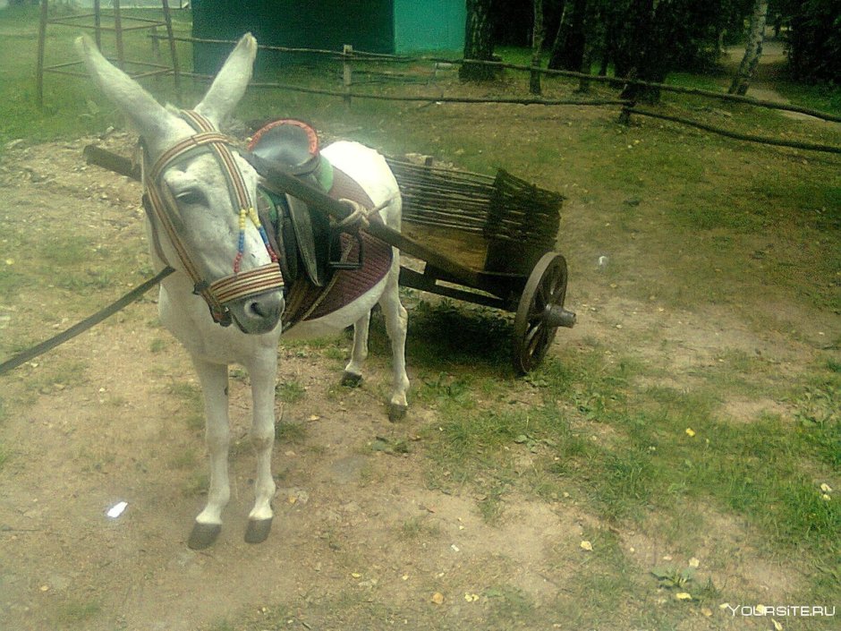 Осел в упряжке