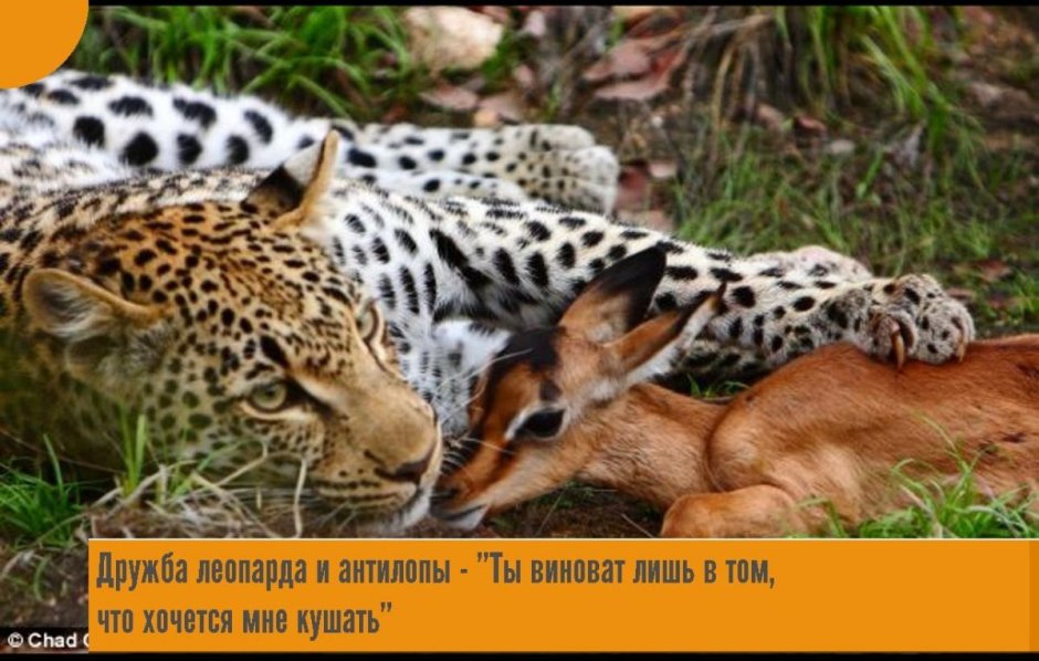 Cheetah гепард Германии
