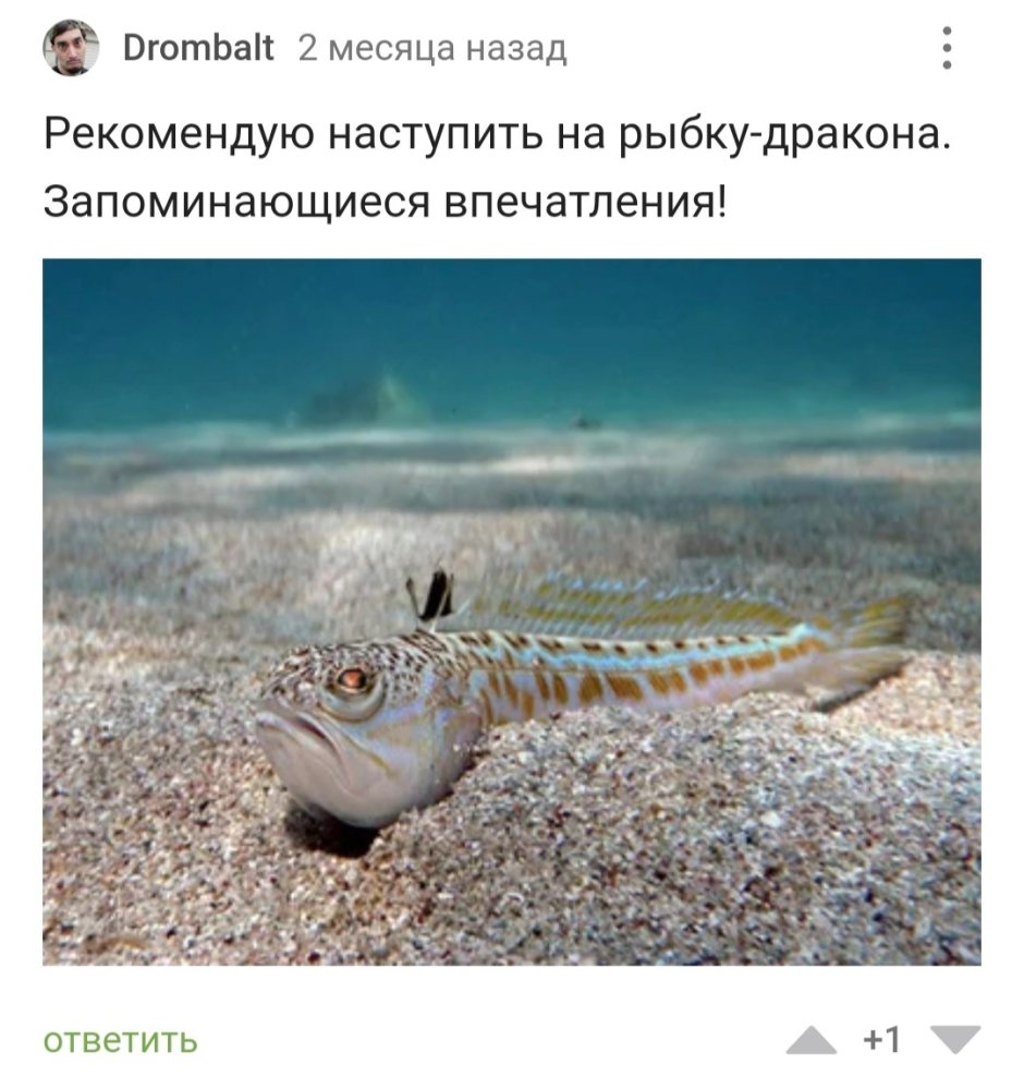 Морской дракончик Черноморский