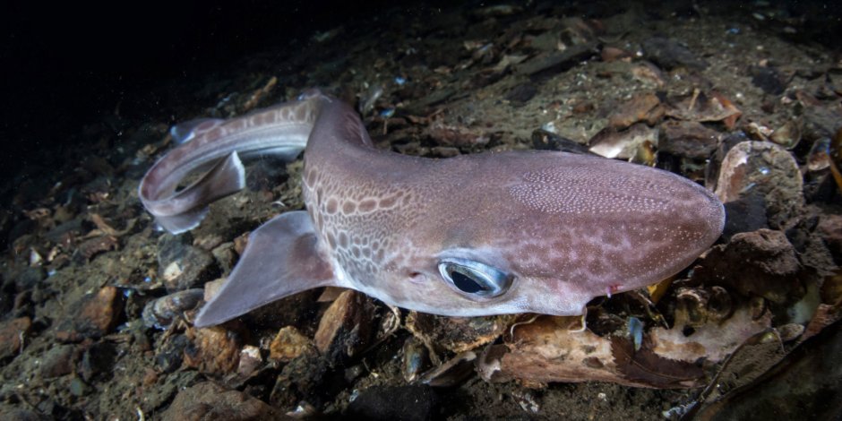Балтийское море животный мир