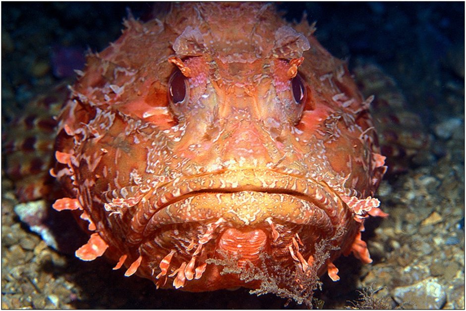 Морской Ерш скорпена