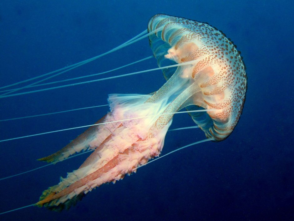 Пелагия ночесветка (Pelagia Noctiluca)
