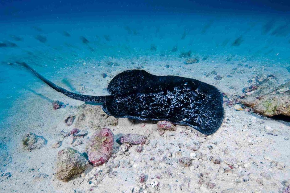 Скат рыба в Балтийском море