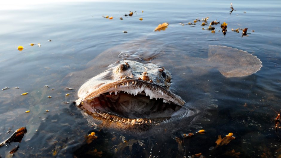 Рыбы Балтийского моря перечень