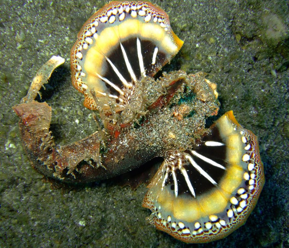 Nemopilema nomurai