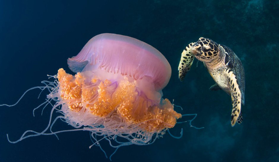 Голожаберные (Nudibranchia)