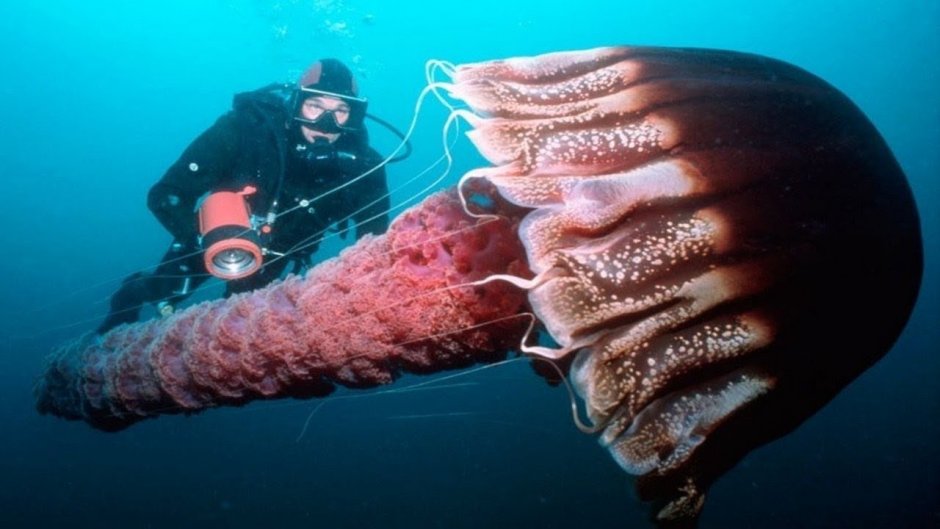 Странные морские существа