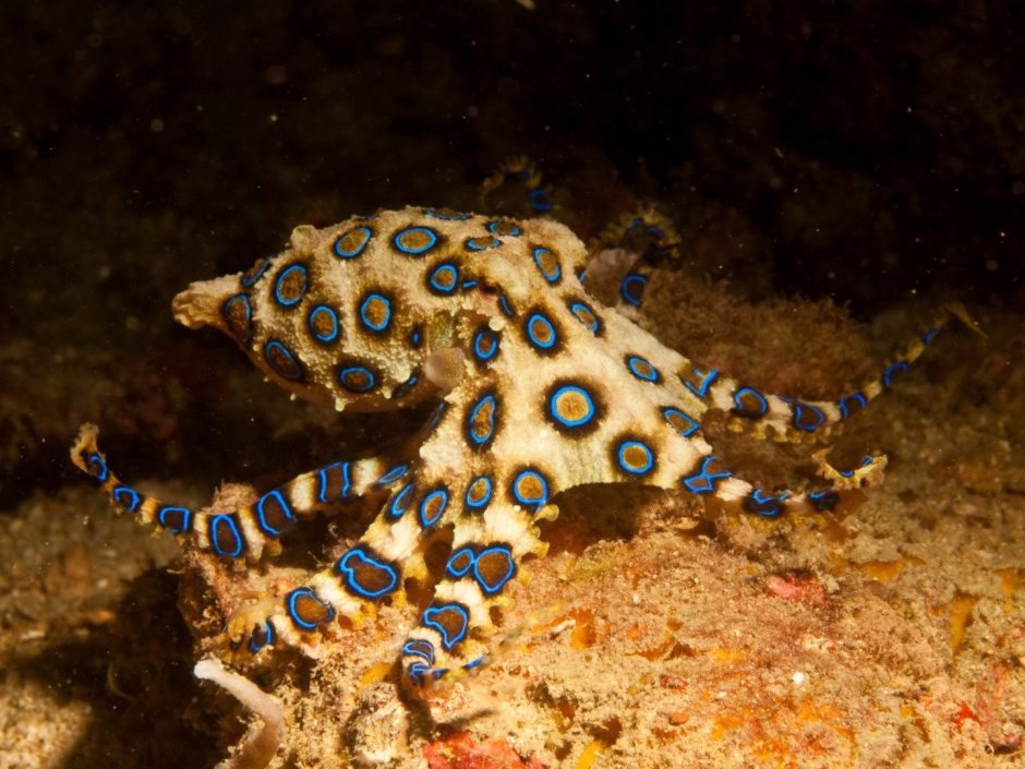 Морская змея Белчера