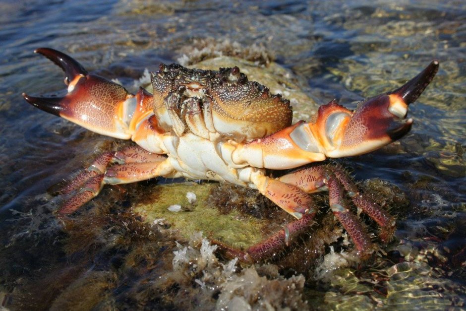 Рыба крылатка в Красном море