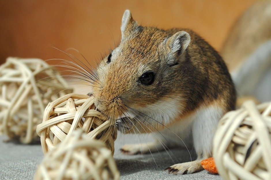 Gerbil Песчанка